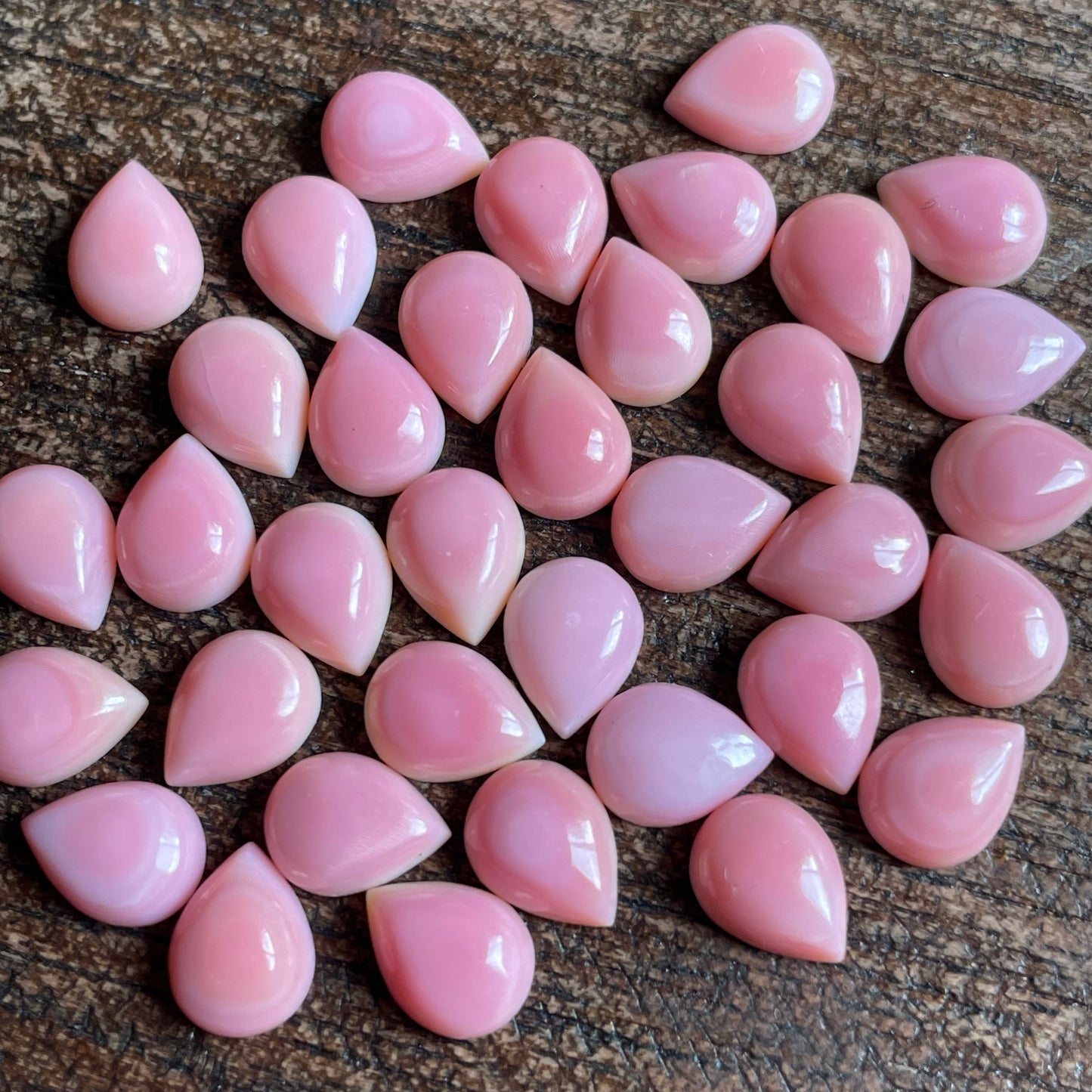 Pink Conch 5x7 mm