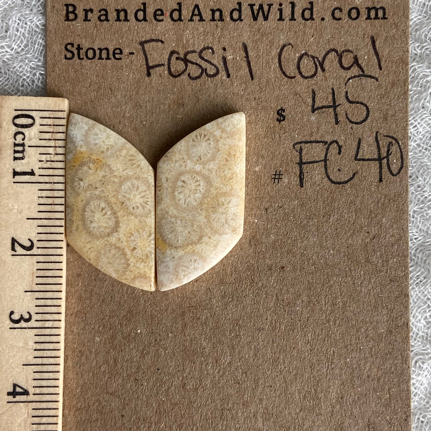 Fossil Coral Cabochon - FC40