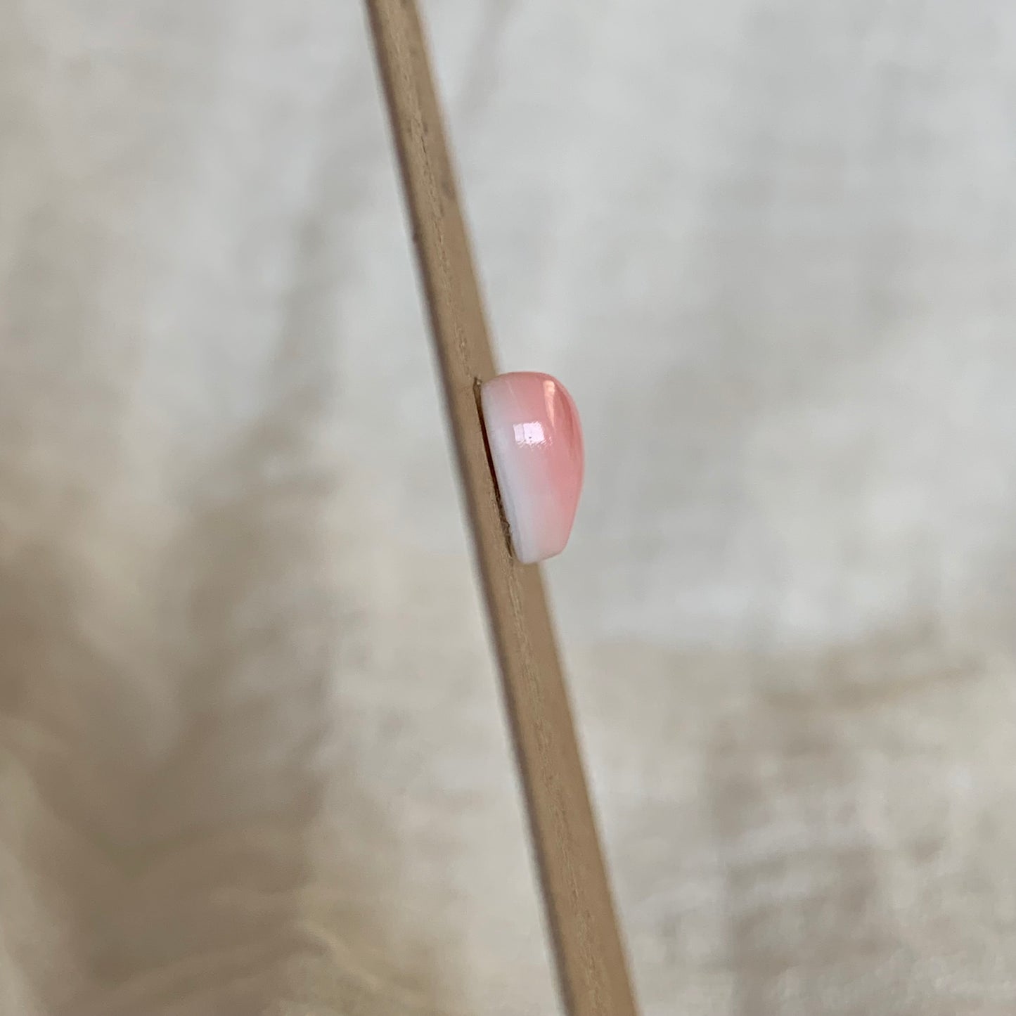 Pink Conch Cabochon - PC16