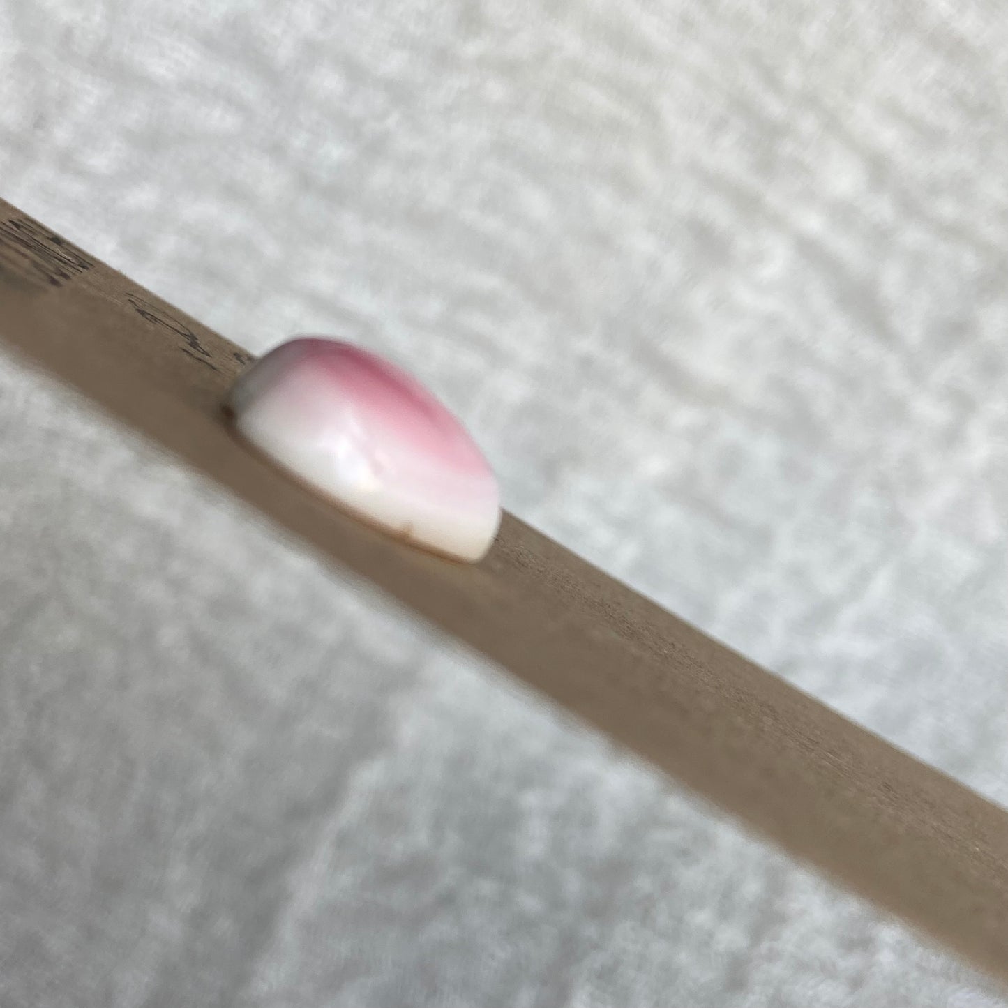 Pink Conch Cabochon - PC53