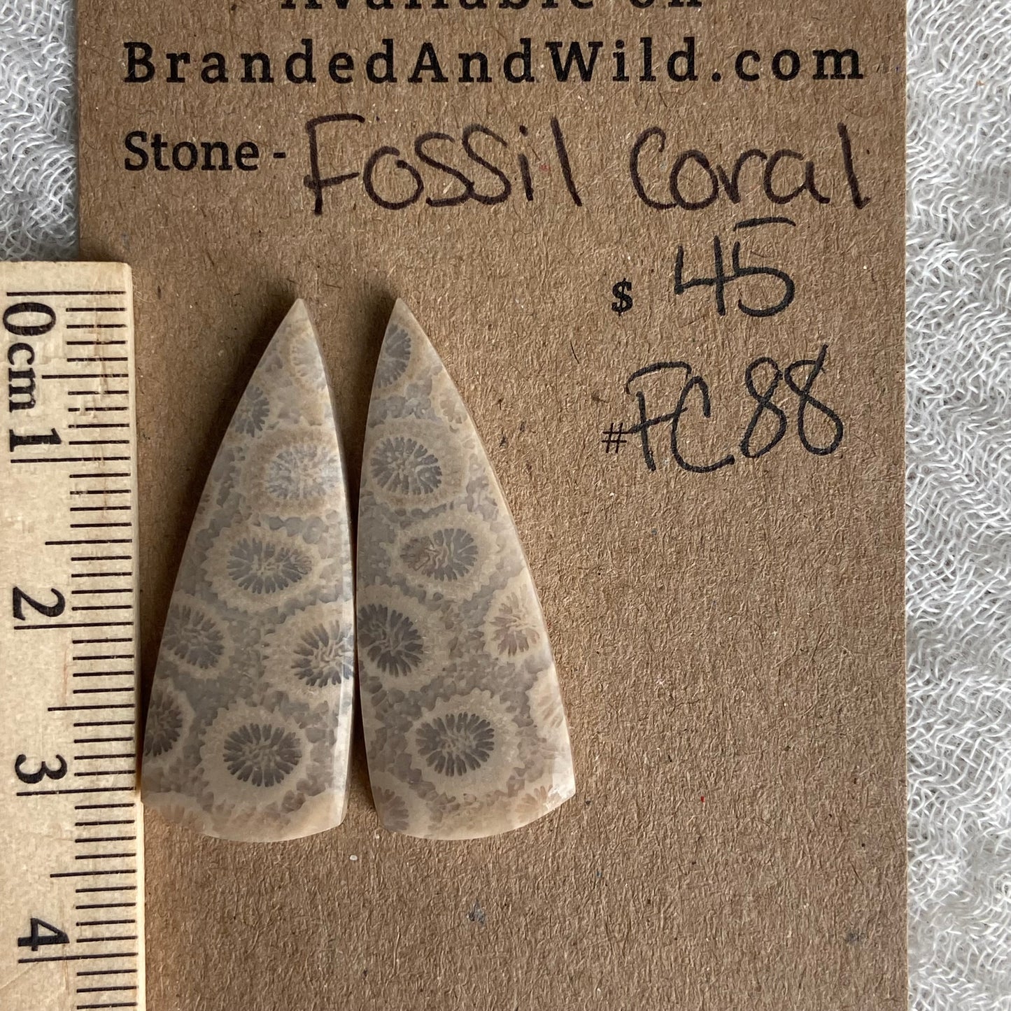 Fossil Coral Cabochon - FC88