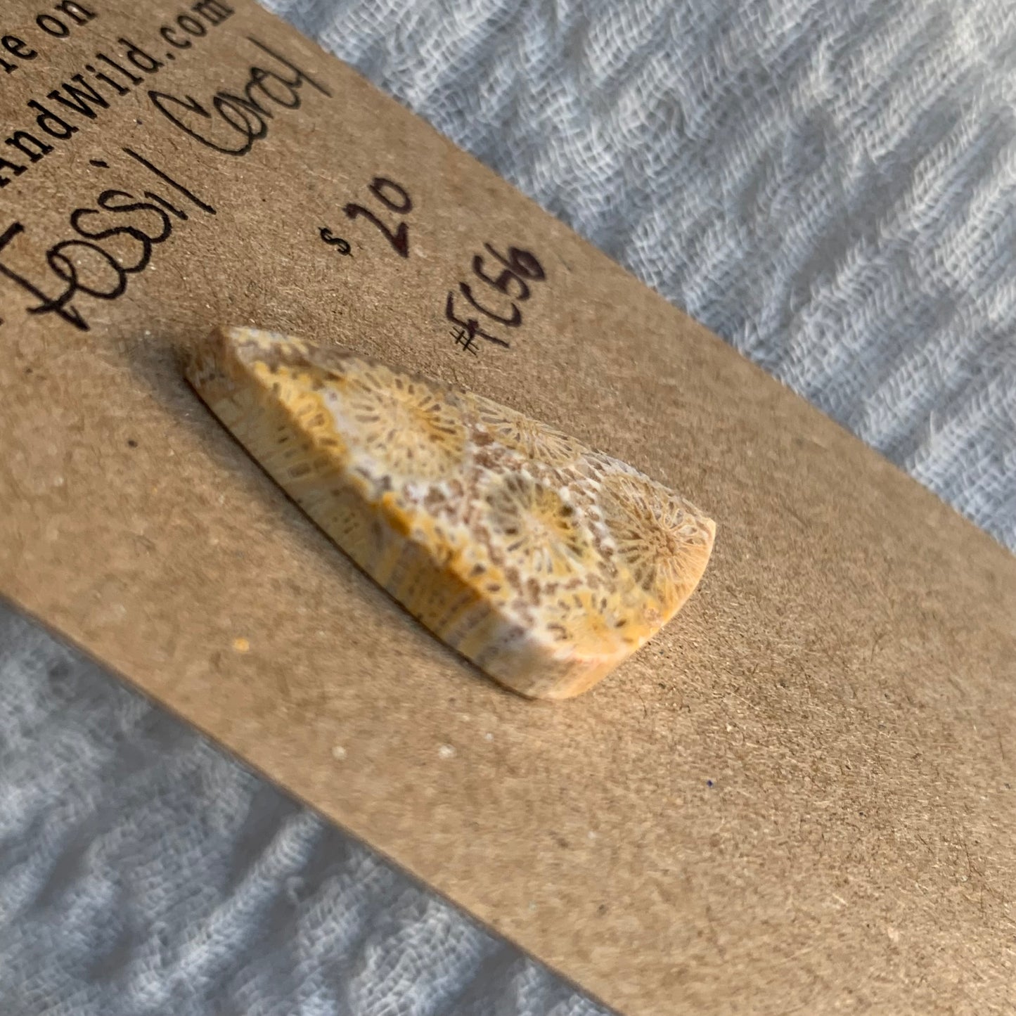 Fossil Coral Cabochon - FC56