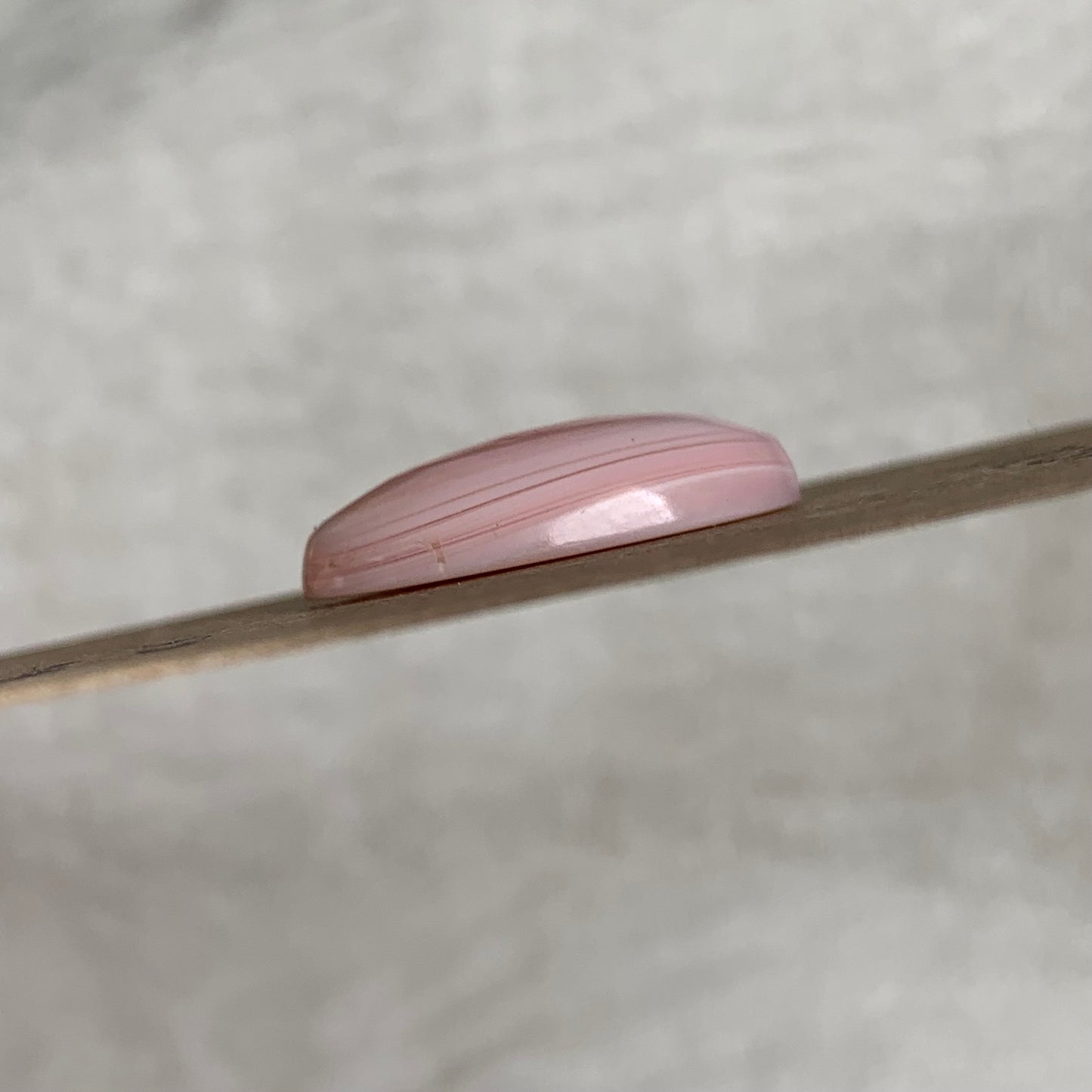 Pink Conch Cabochon - PCS01