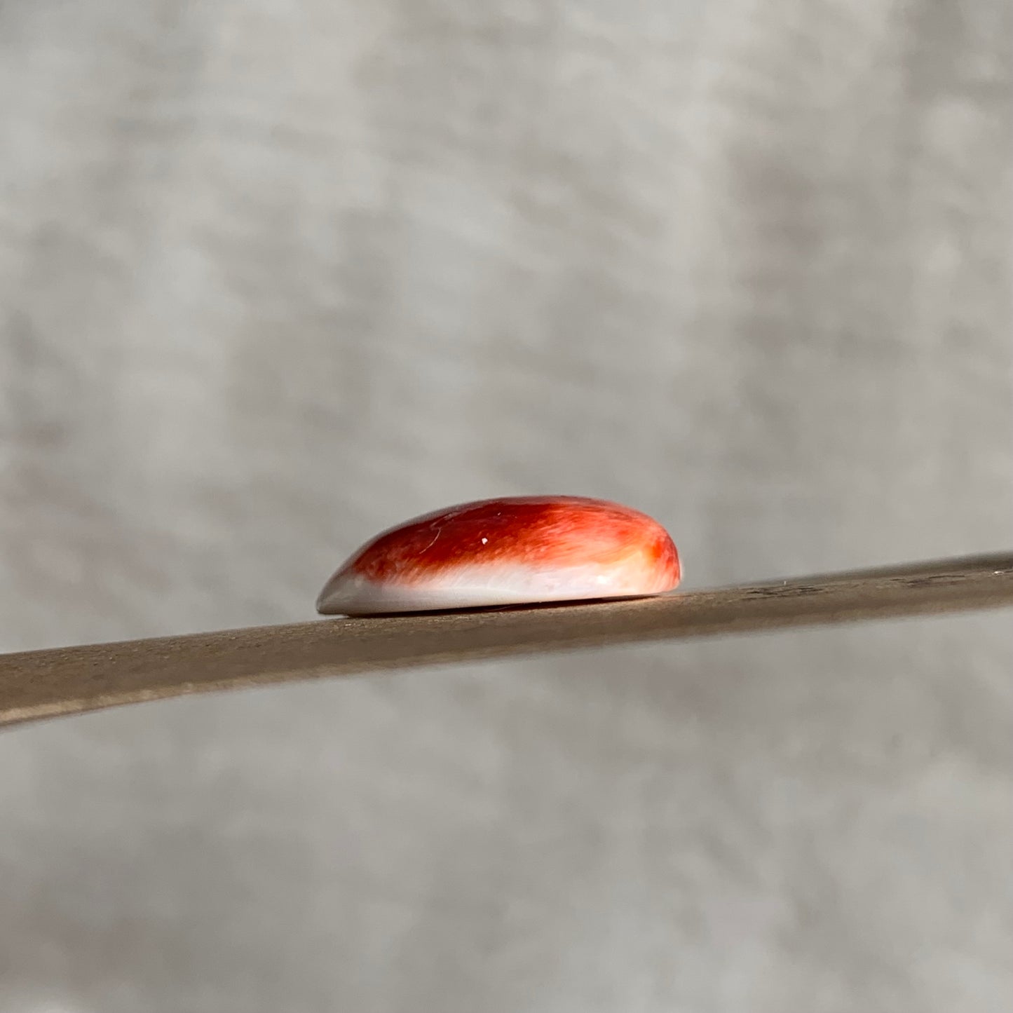 Spiny Oyster Shell Cabochon - SOS01