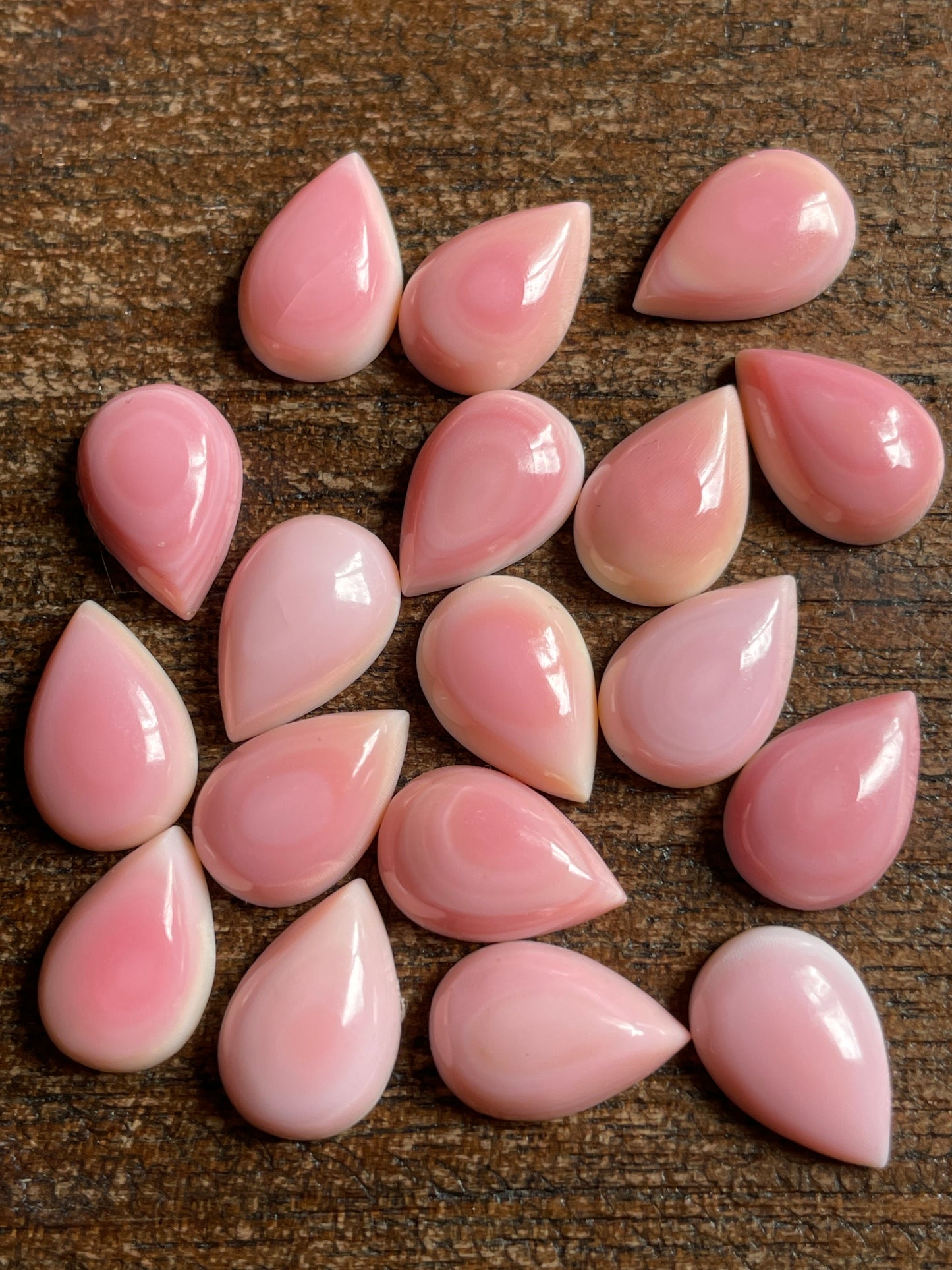 Pink Conch 8x12 mm