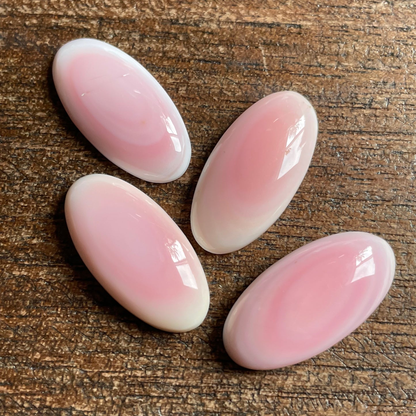 Pink Conch 12x24 mm