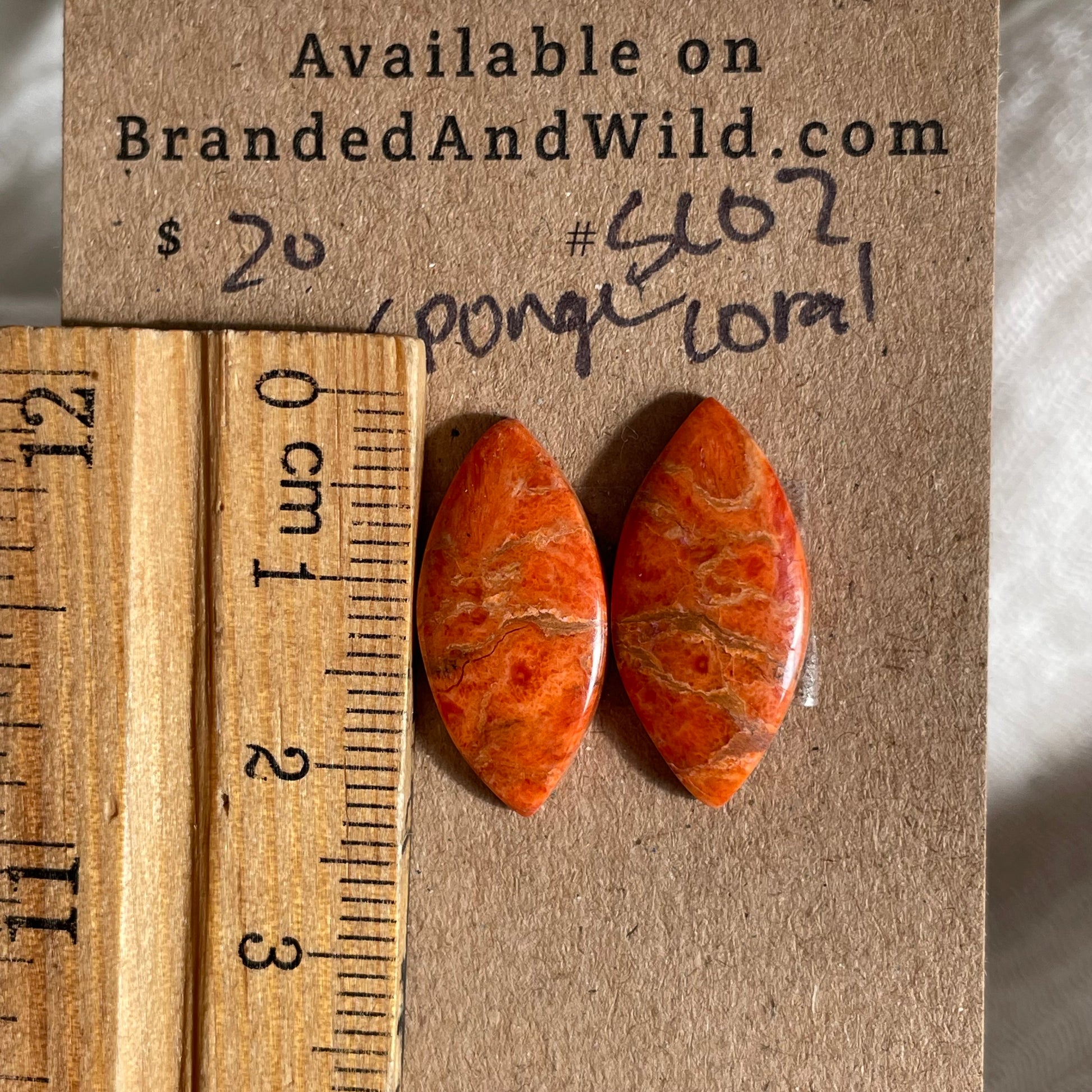 Sponge Coral Cabochon - SC02 0172209B-7679-401D-9BC0-7C1196EFC95A Brandedandwild.com