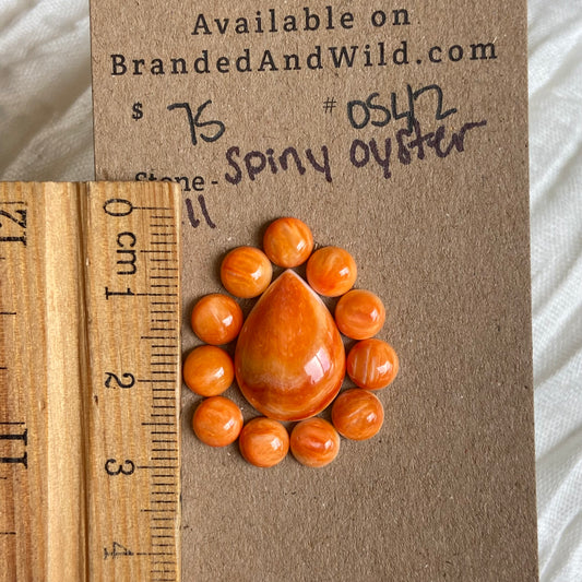 Oystershell Cabochon - OS42 0674E739-D750-4E77-AA3A-E9BC53304B1A Brandedandwild.com