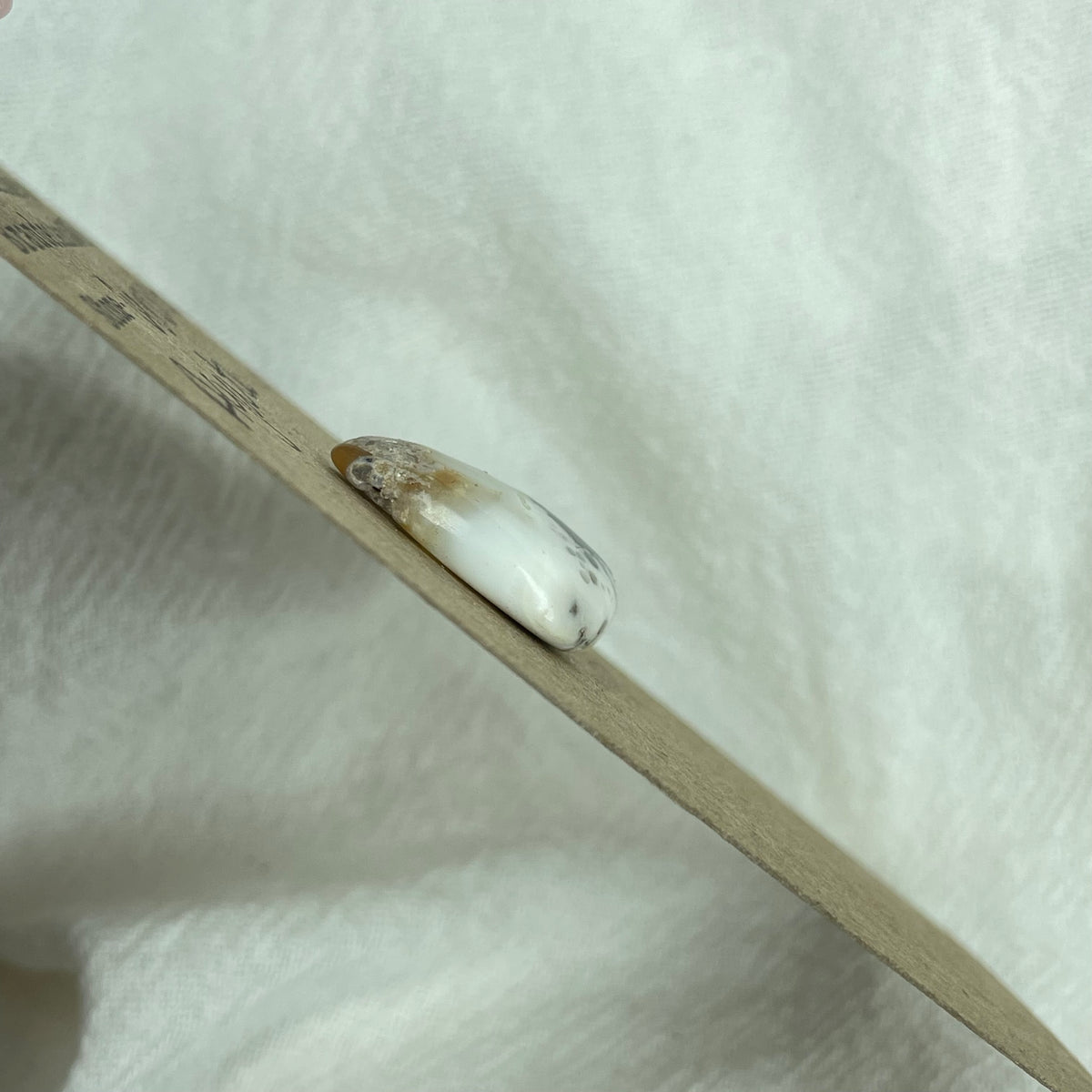 Dendritic Agate Cabochon - DA80 098D2800-8A5C-4B4C-B5FF-AD848F9C7101 Brandedandwild.com