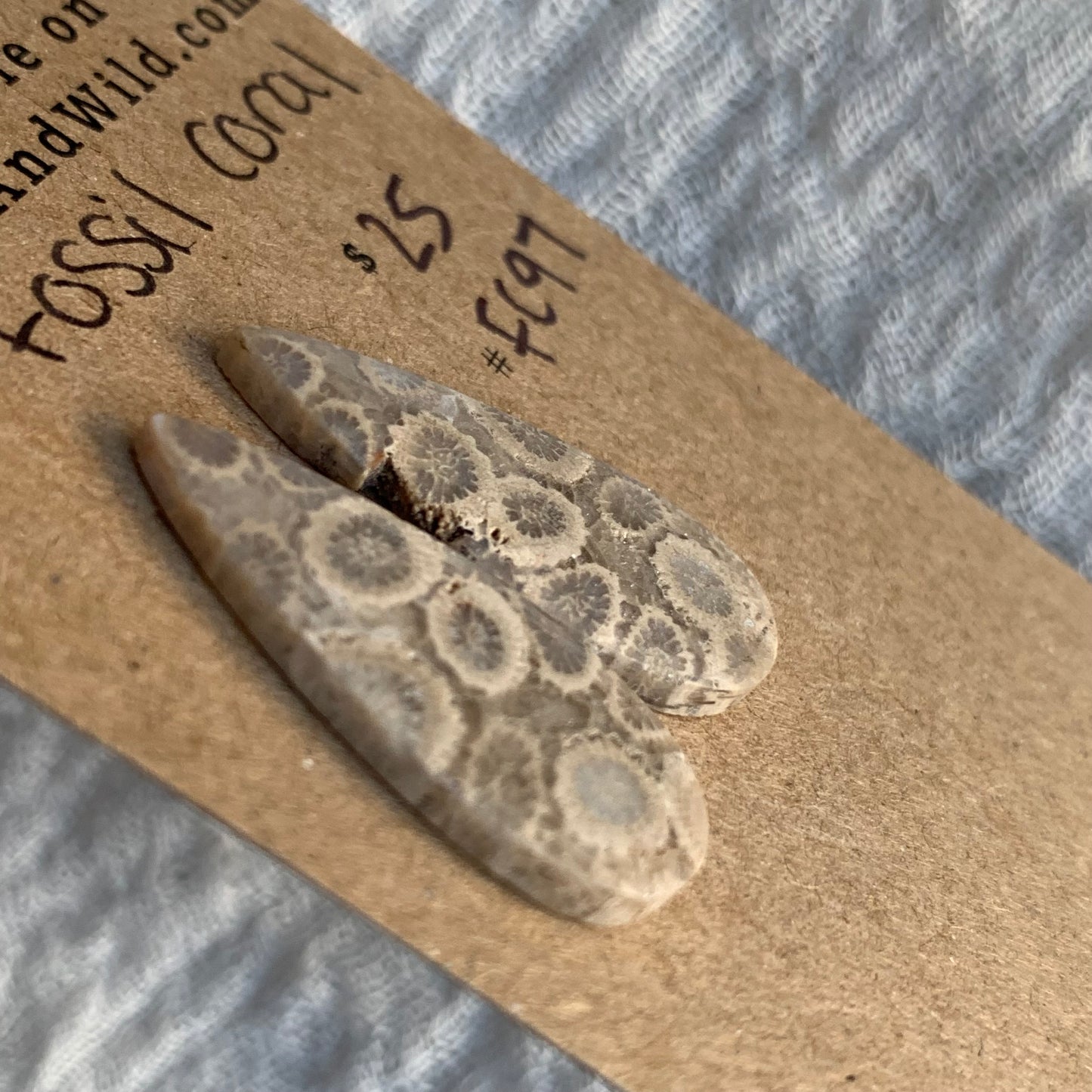 Fossil Coral Cabochon - FC97