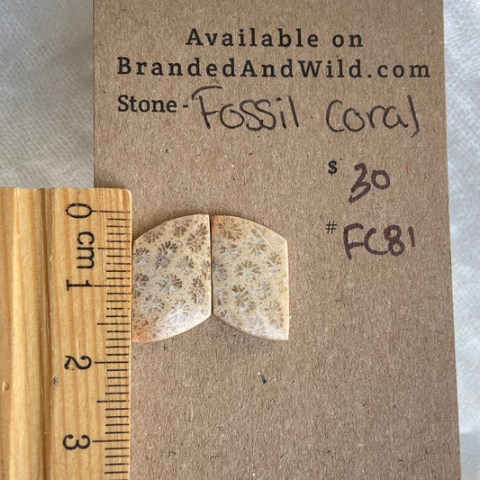 Fossil Coral Cabochon - FC81
