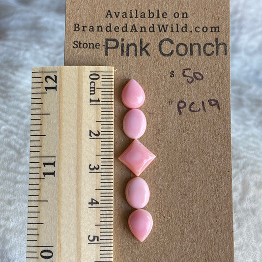 Pink Conch Cabochon - PC19