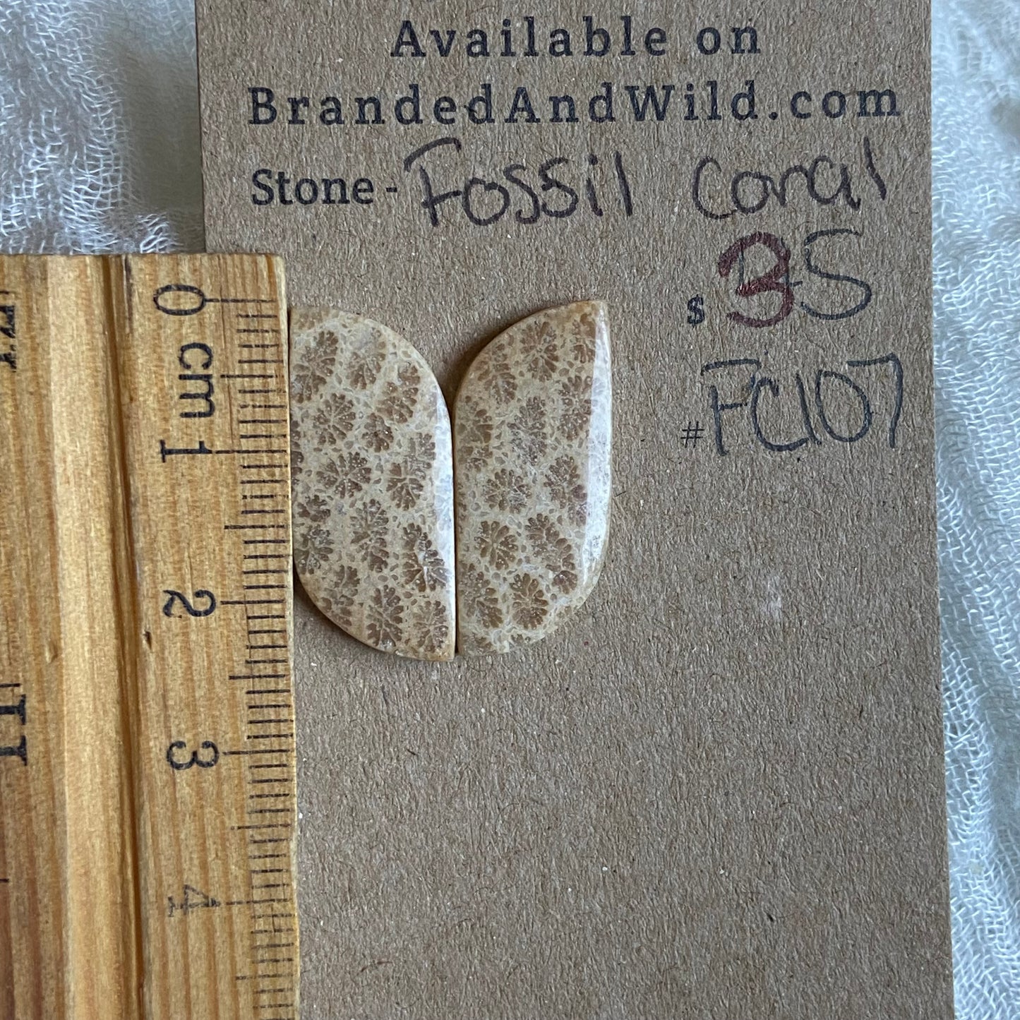 Fossil Coral Cabochon - FC107
