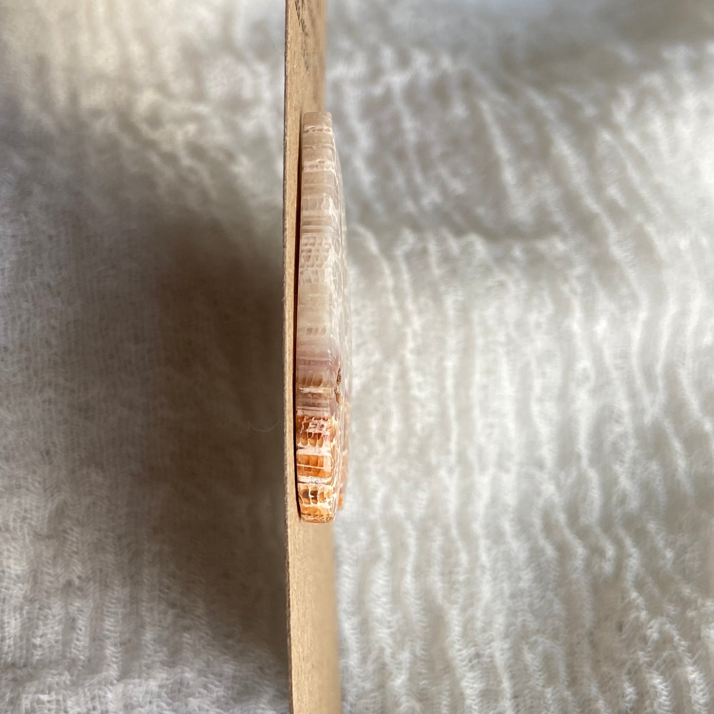 Fossil Coral Cabochon - FC50
