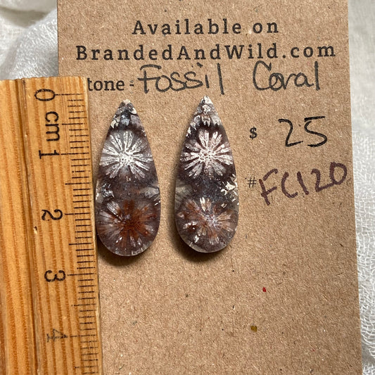 Fossil Coral Cabochon - FC120 2E5B340D-40F2-4E14-B2B7-B11EAE6401F8 Brandedandwild.com