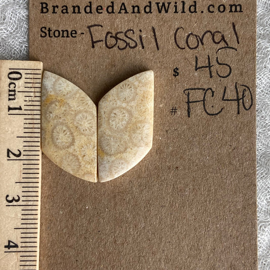 Fossil Coral Cabochon - FC40