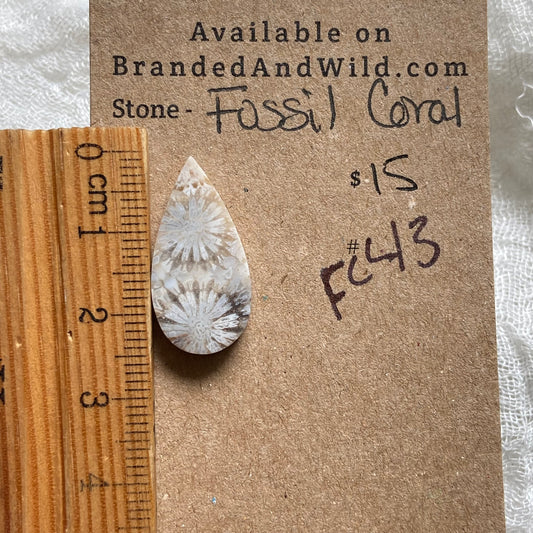 Fossil Coral Cabochon - FC43 37E59561-83E5-4CAF-91F8-AD0AC54EE050 Brandedandwild.com