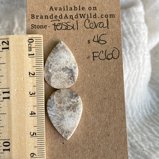Fossil Coral Cabochon - FC60