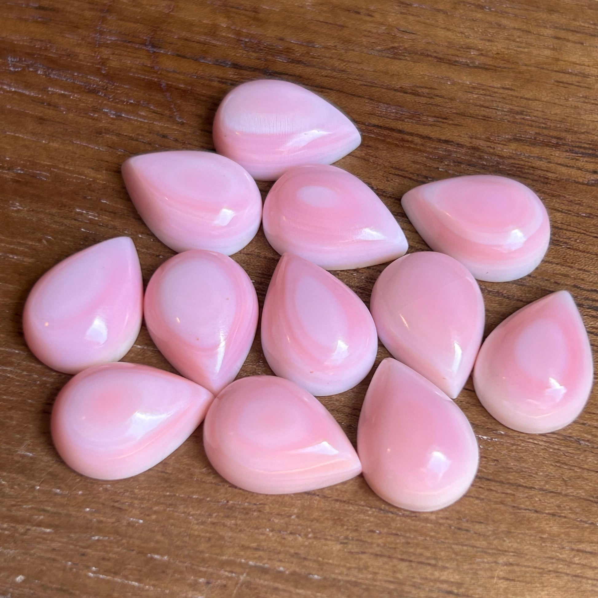 Pink Conch 10x14mm 3D62EC7B-F14C-4E59-9FE7-1E8F58C9220B Brandedandwild.com