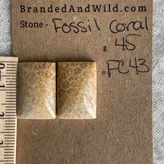 Fossil Coral Cabochon - FC43