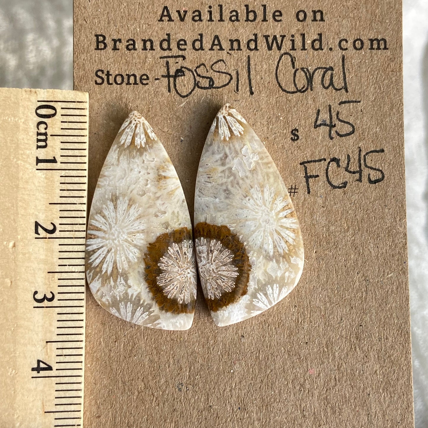Fossil Coral Cabochon - FC45