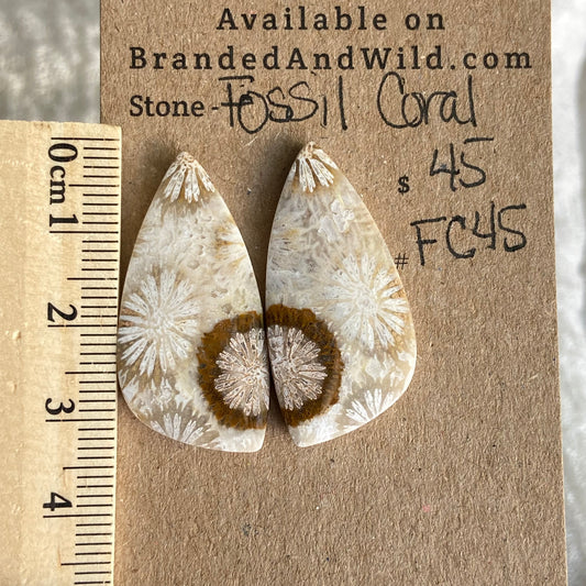 Fossil Coral Cabochon - FC45