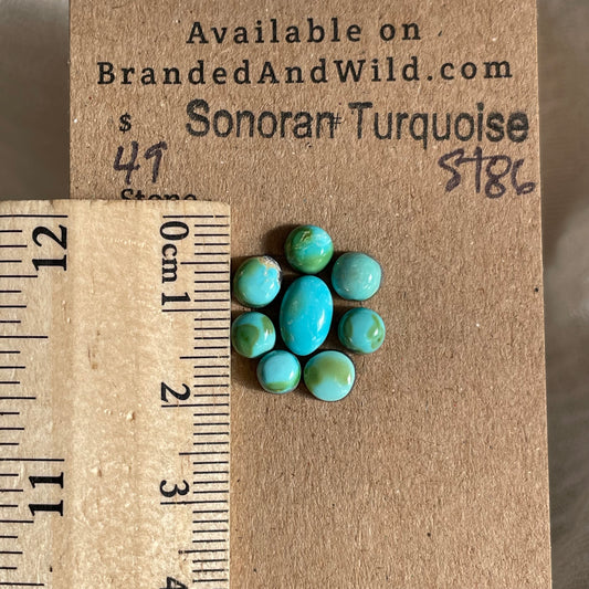Sonoran Turquoise Cabochon - ST86 40FCFC67-8F71-47A0-B693-B407FE6B2BAB Brandedandwild.com