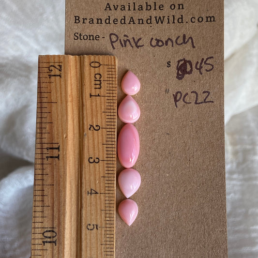 Pink Conch Cabochon - PC22