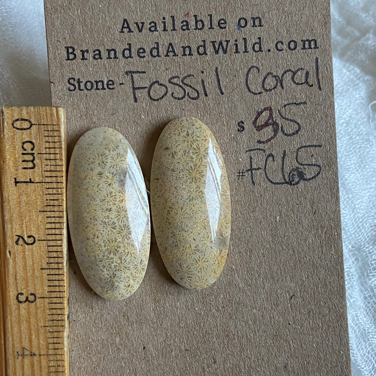 Fossil Coral Cabochon - FC65