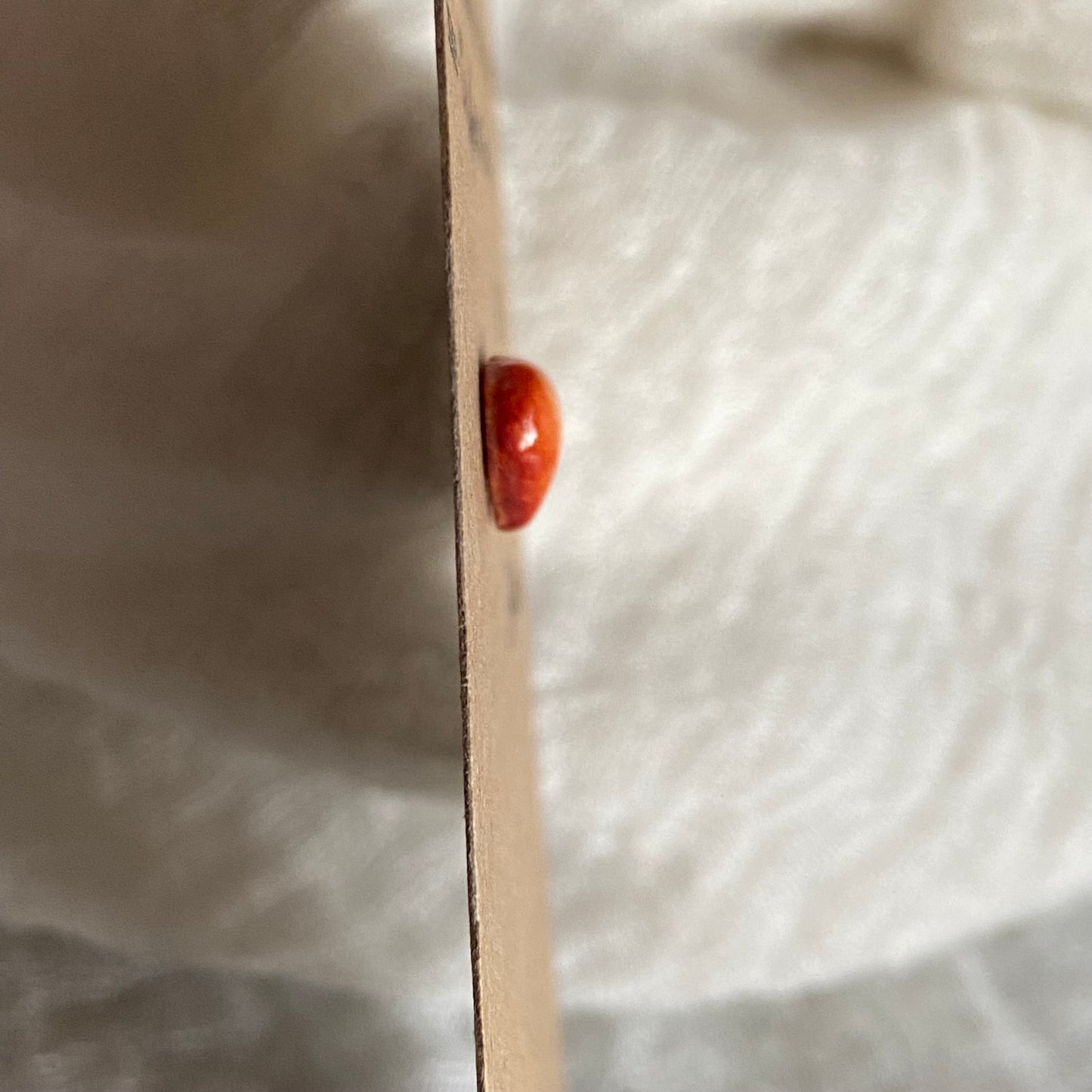 Oystershell Cabochon - OS06