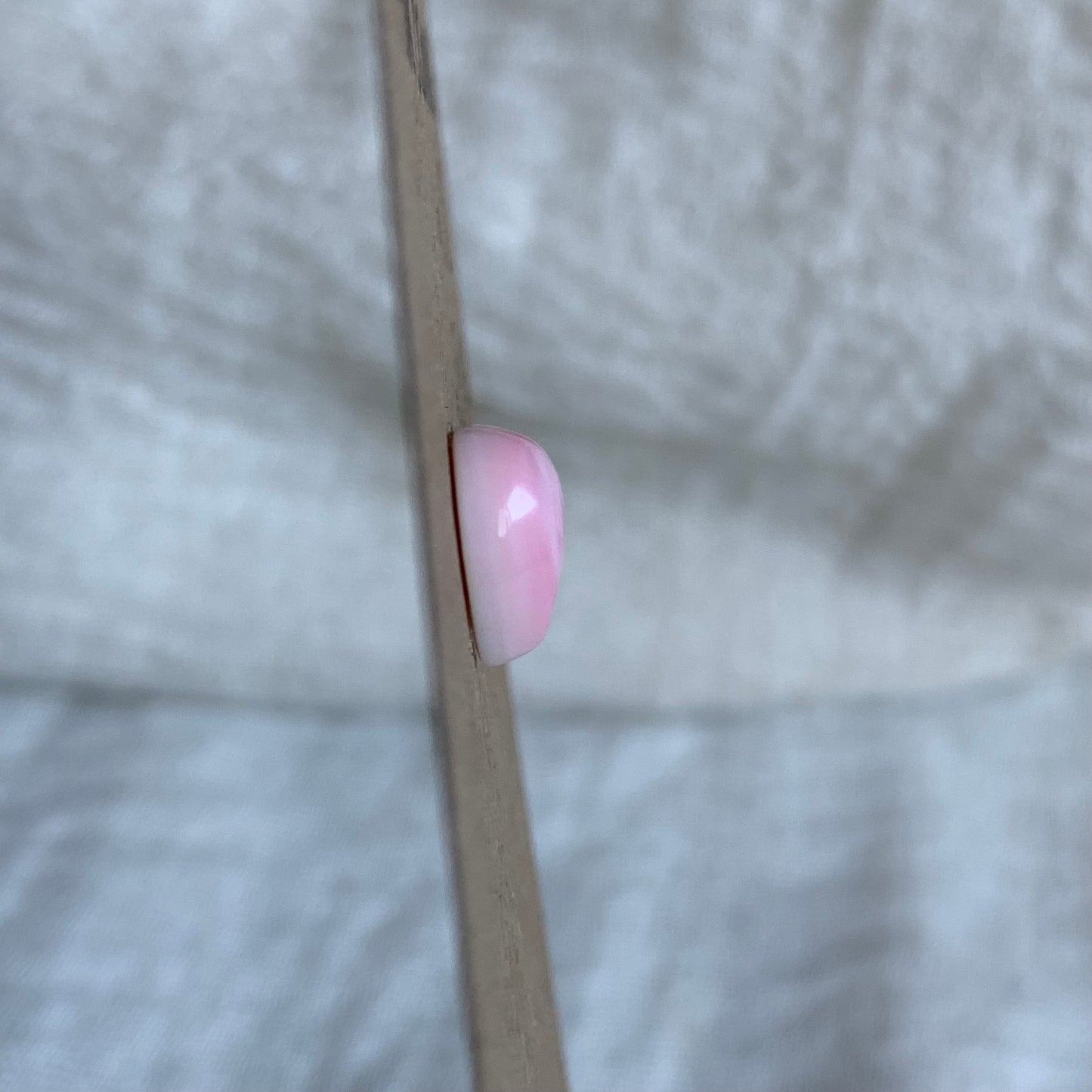Pink Conch Cabochon - PC68