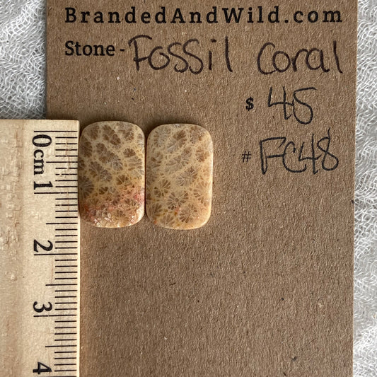 Fossil Coral Cabochon - FC48