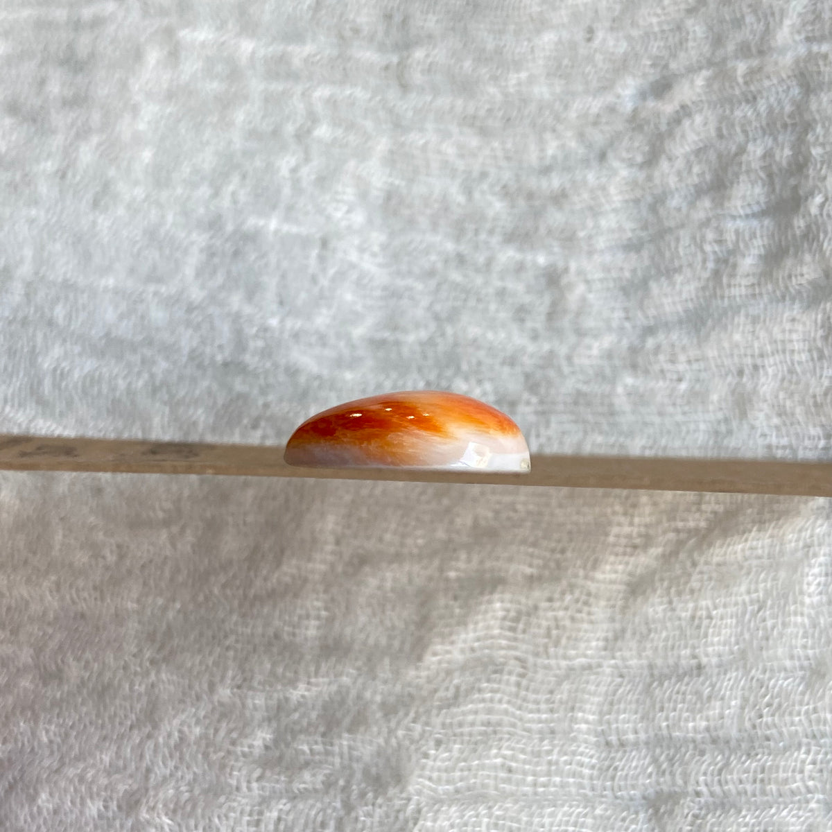 Oyster Shell Cabochon - OS101