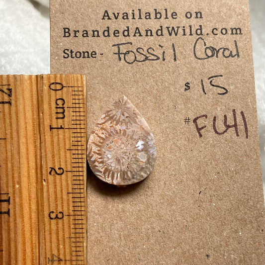 Fossil Coral Cabochon - FC41 696ED928-E6C5-4354-93E6-2C92CB71116C Brandedandwild.com