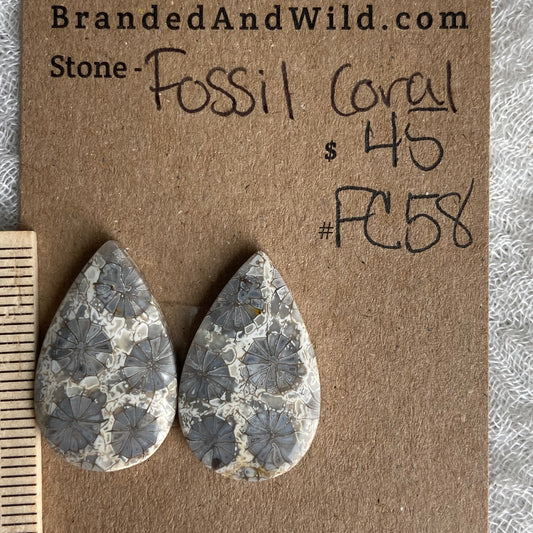 Fossil Coral Cabochon - FC58