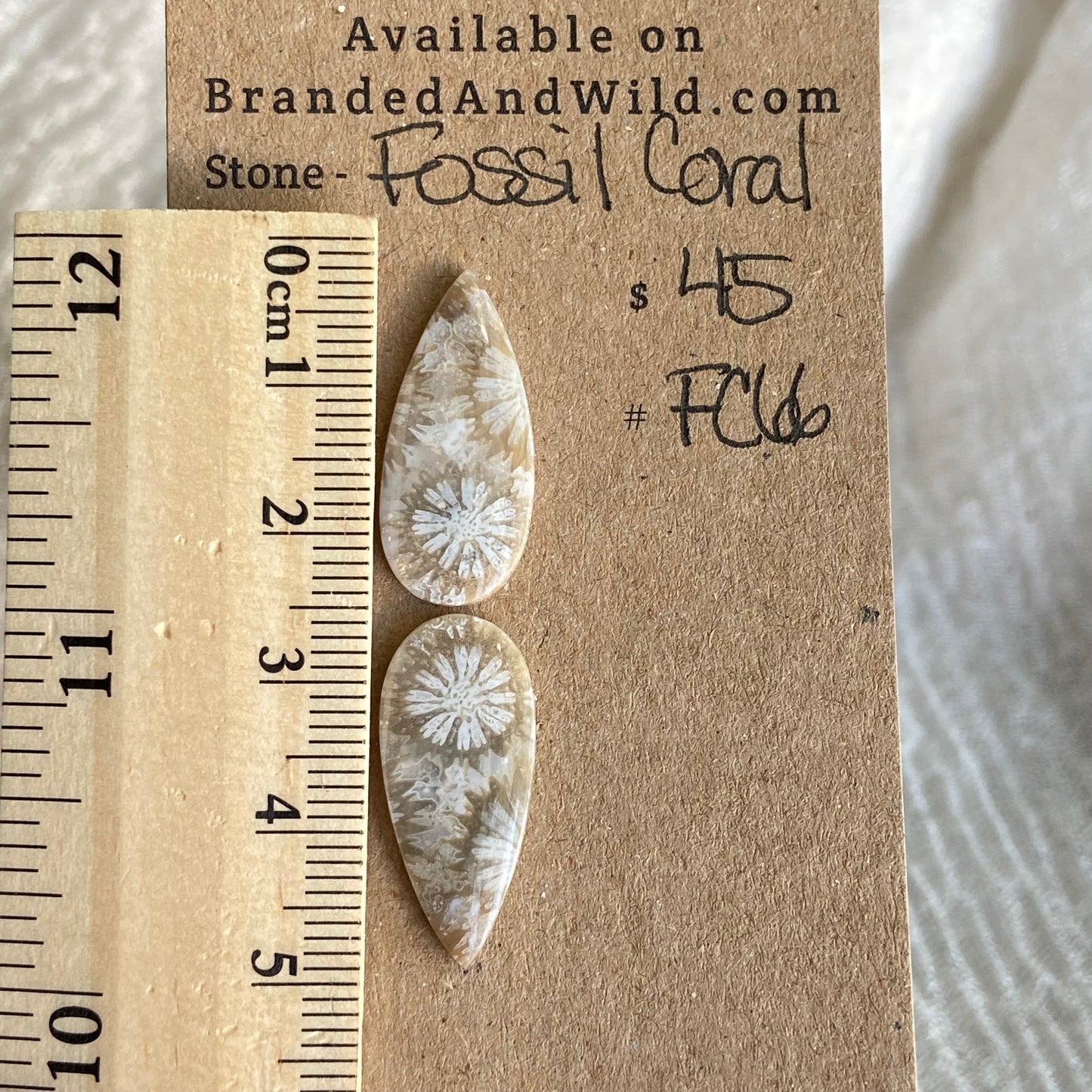 Fossil Coral Cabochon - FC66