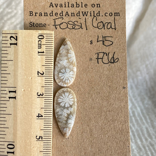 Fossil Coral Cabochon - FC66