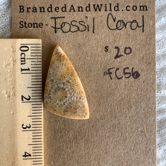 Fossil Coral Cabochon - FC56