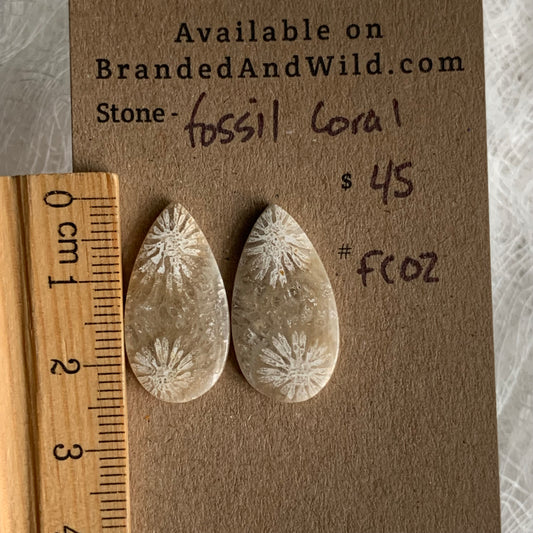 Fossil Coral Cabochon - FC02