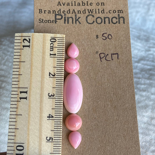 Pink Conch Cabochon - PC17