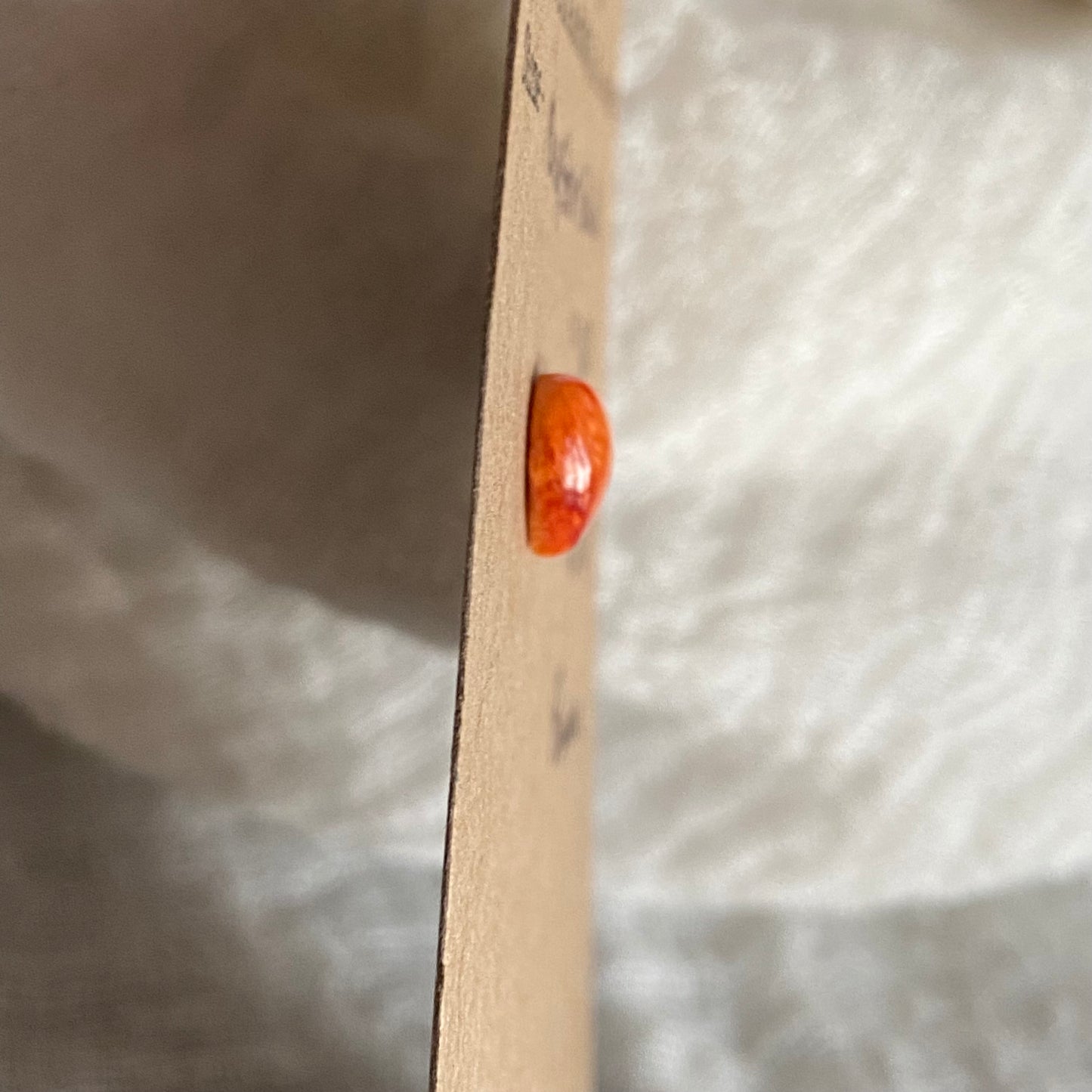 Oystershell Cabochon - OS07