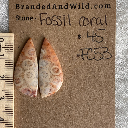 Fossil Coral Cabochon - FC53