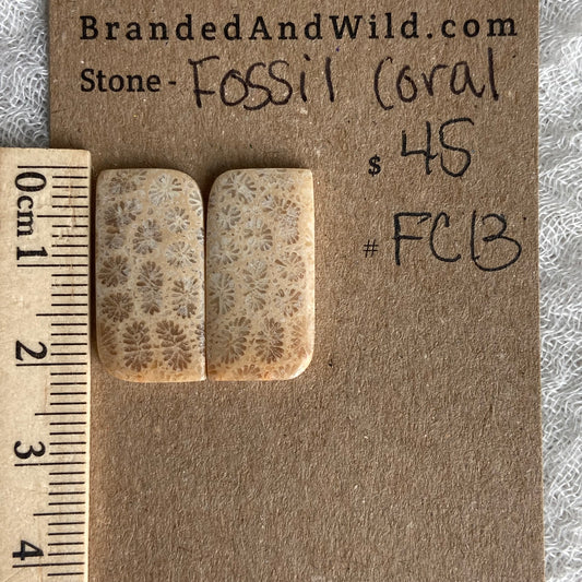 Fossil Coral Cabochon - FC13