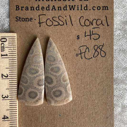 Fossil Coral Cabochon - FC88
