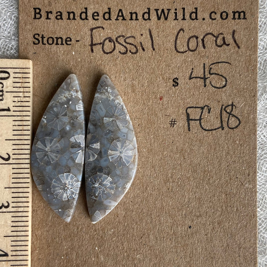 Fossil Coral Cabochon - FC18