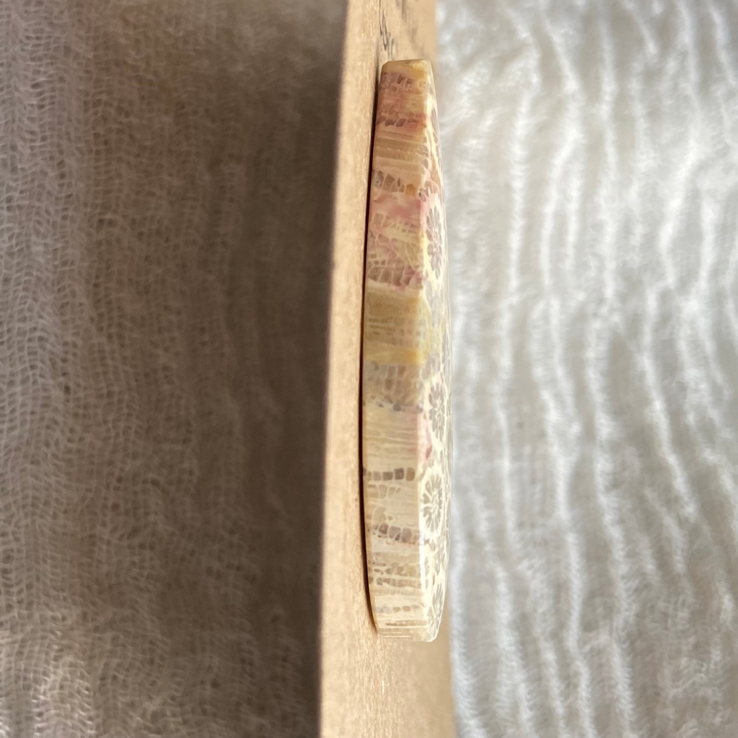 Fossil Coral Cabochon - FC33