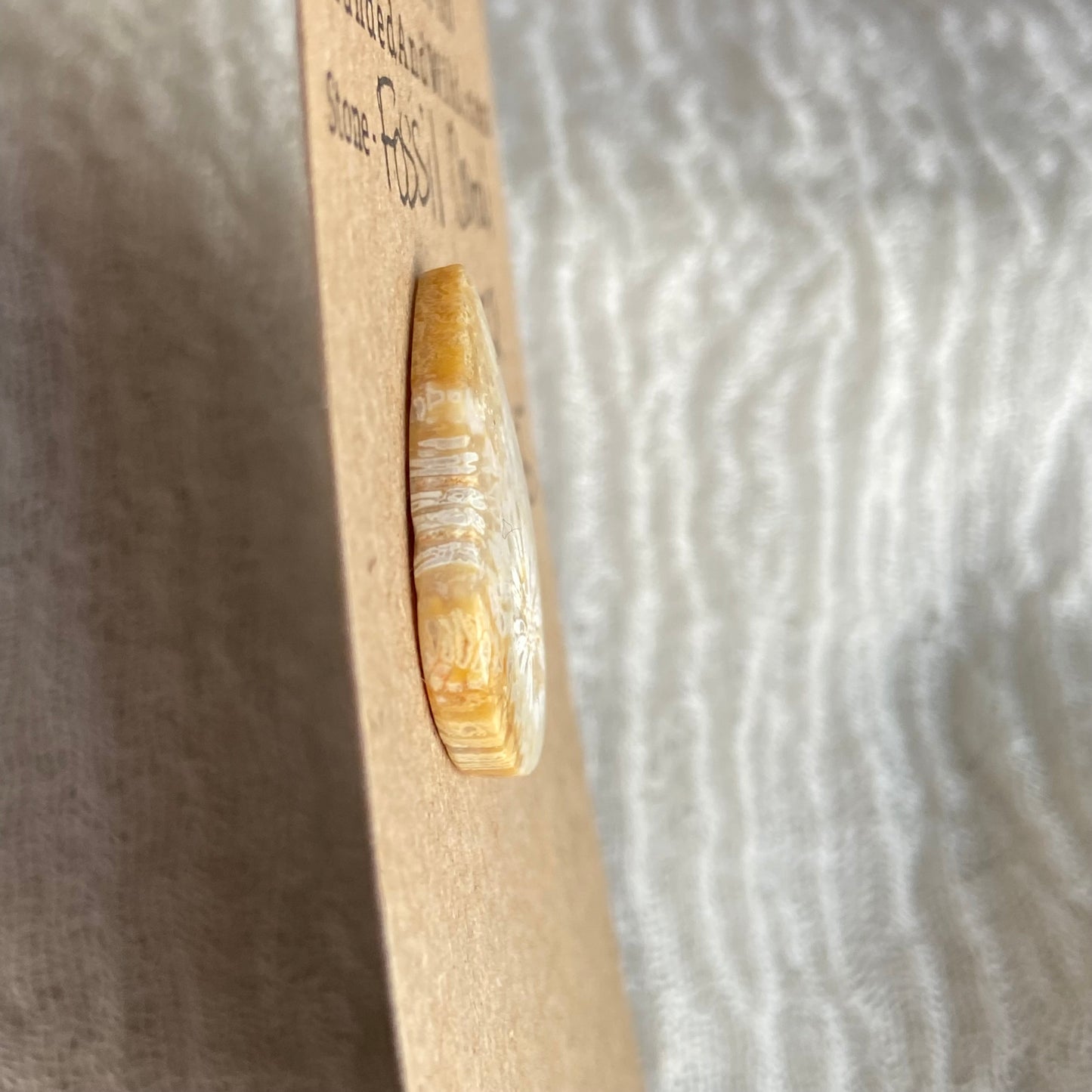 Fossil Coral Cabochon - FC55