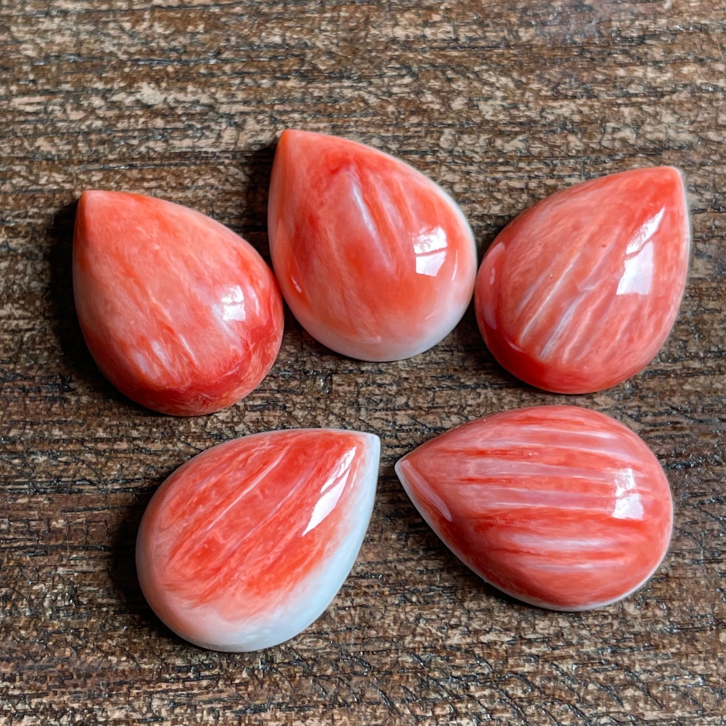 Red Oyster Shell - 13 x 18