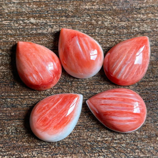 Red Oyster Shell - 13 x 18 9648DDBB-BD8C-45CB-9AB8-F3526EC4108A Brandedandwild.com