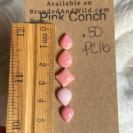 Pink Conch Cabochon - PC16